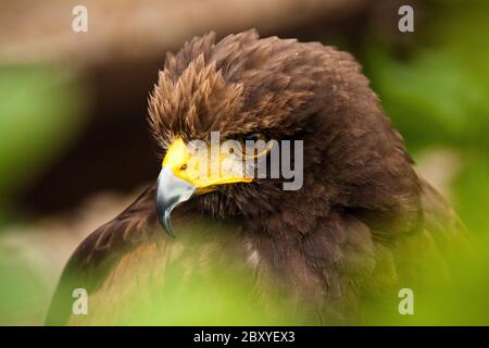 Harris's Hawk ou Harris Hawk, Parabuteo unicinctus Banque D'Images