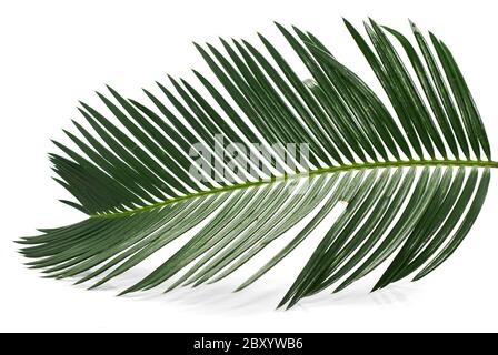 Feuille de palmier tropical isolé sur fond blanc Banque D'Images