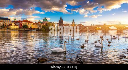 Vue de Prague pont Charles près de la rivière Vltava. Sur la rivière Swan. Les cygnes nager dans la rivière Vltava. Charles Bridge au coucher du soleil, les cygnes nager. Charles Banque D'Images