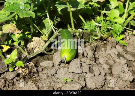 concombre frais Banque D'Images