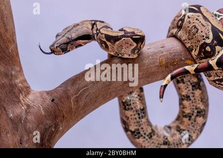 Le boa constricteur (Boa constricteur), également appelé le boa à queue rouge ou le boa commun, est une espèce de gros serpent non venimeux, lourd qui a le corps Banque D'Images