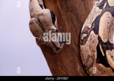 Le boa constricteur (Boa constricteur), également appelé le boa à queue rouge ou le boa commun, est une espèce de gros serpent non venimeux, lourd qui a le corps Banque D'Images