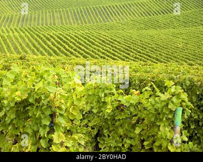 culture de vignes et de raisins Banque D'Images