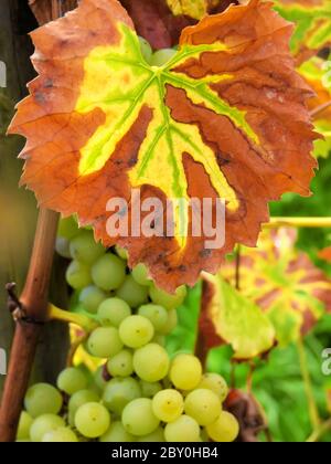 culture de vignes et de raisins Banque D'Images