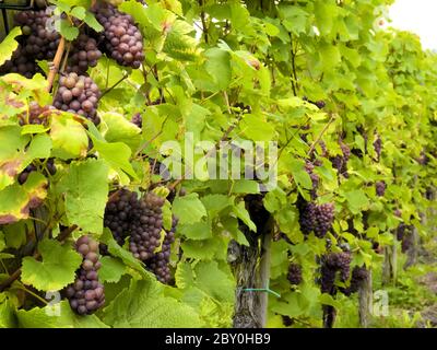 culture de vignes et de raisins Banque D'Images