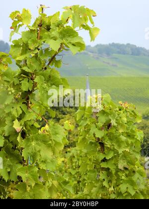 culture de vignes et de raisins Banque D'Images