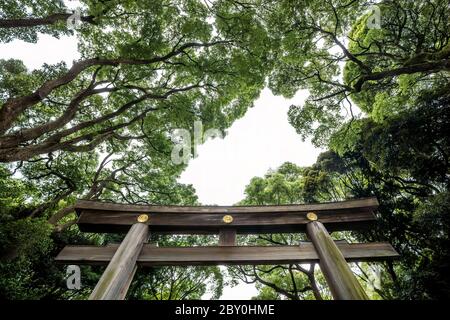 Vue sur une porte Tori à l'entrée du sanctuaire Meiji à Tokyo, Japon Banque D'Images