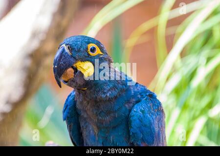 Un perroquet brésilien de Lear mange un écrou. Un grand perroquet brésilien bleu, membre d'un grand groupe de perroquets néotropicaux connus sous le nom de aras. Banque D'Images