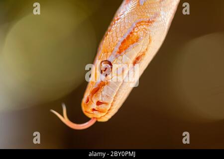 Magnifique Python molurus albina sur branche d'arbre. Banque D'Images