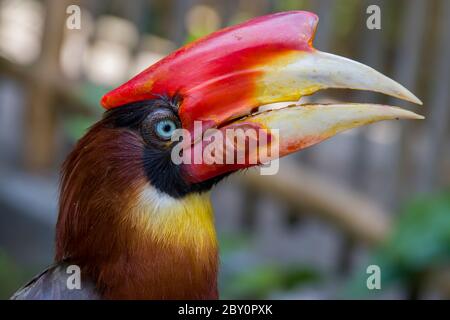 L'image de gros plan de Rufous charme. Il est parfois appelé 'l'horloge des montagnes' en raison de son appel périodique de noontime. Banque D'Images