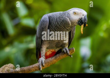 Le perroquet gris africain (Psittacus erithacus) est en train de manger du ver. Le perroquet gris est un perroquet de taille moyenne, principalement gris, à bec noir. Banque D'Images