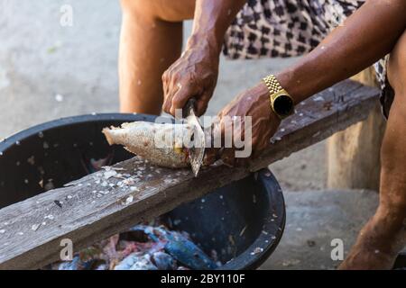 Un vieil homme local coupe à la main des poissons à leur façon dans l'île Mantanani, Kota Belud, Sabah, Bornéo Banque D'Images