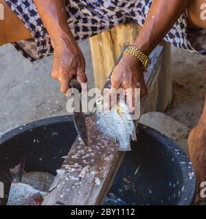 Un vieil homme local coupe à la main des poissons à leur façon dans l'île Mantanani, Kota Belud, Sabah, Bornéo Banque D'Images