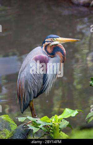 Un héron violet (Ardea purpurea) est seul sur la roche. Une grande variété d'espèces d'oiseaux de passage à gué de la famille des hérons Banque D'Images