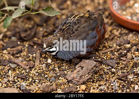 Caille de roi (Coturnix chinensis) Banque D'Images