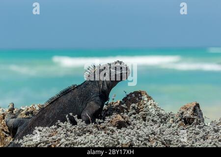 Vue rapprochée d'un iguana, bains de soleil au bord de la mer, dans les îles Galapagos Banque D'Images