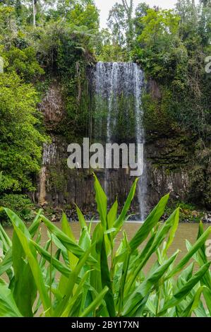 Vue panoramique à travers le gingembre sauvage de la cascade de Millaa Milla, les chutes les plus photographiées dans le nord tropical du Queensland, en Australie. Banque D'Images