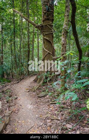 Suivez la forêt tropicale menant à la chute d'eau d'Eliinja dans le parc national des lacs Crater de l'Atherton Tableland, à l'extrême nord du Queensland. Banque D'Images