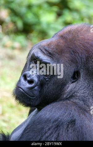 Le gorille mâle des basses terres de l'ouest (Gorilla gorilla gorilla) est assis sur l'herbe. Un grand singe. Banque D'Images