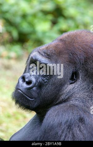 Le gorille mâle des basses terres de l'ouest (Gorilla gorilla gorilla) est assis sur l'herbe. Un grand singe. Banque D'Images