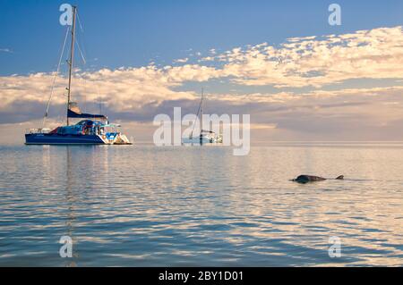 Des yachts amarrés au large d'un océan Indien calme à Monkey Mia avec des dauphins attendant le temps de se nourrir dans le Western Australian marine Dolphin conservancy. Banque D'Images