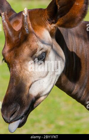 Une belle langue d'Okapi. Un mammifère d'artiodactyl originaire du nord-est de la République démocratique du Congo en Afrique centrale. Banque D'Images