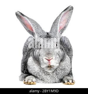 Lapin gris sur fond blanc Banque D'Images