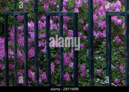 Végétation luxuriante et lumineuse de lilas violet qui pousse derrière une vieille clôture en fer Banque D'Images