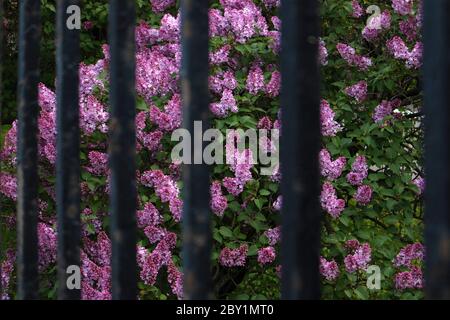 Végétation luxuriante et lumineuse de lilas violet qui pousse derrière une vieille clôture en fer Banque D'Images