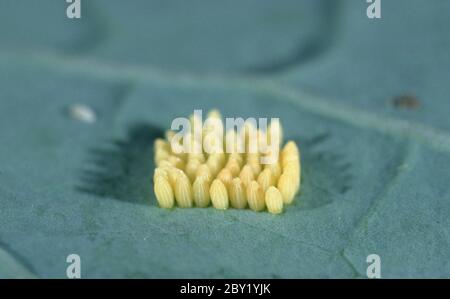 Grosser Kohlweissling, Pieris brassicae, Grand blanc, papillon de chou, blanc de chou Banque D'Images