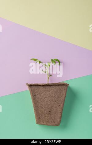 La tomate pousse dans le sol sur fond de couleurs pastel pour la saison de jardin Banque D'Images