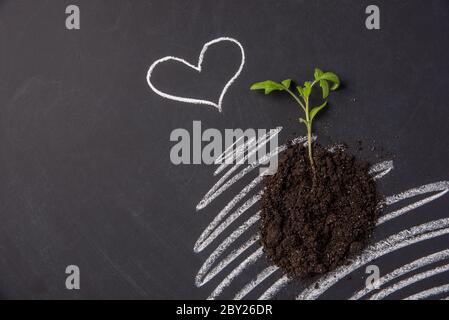 Plantule de tomate avec terre sur tableau noir comme toile de fond pour la saison de potager Banque D'Images