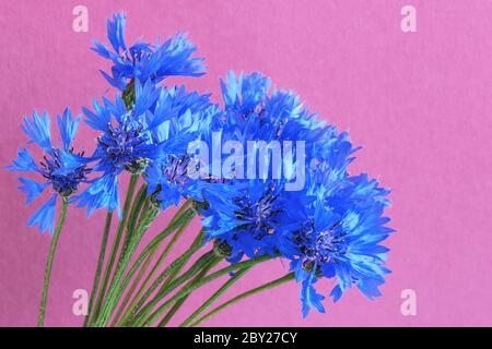 Belles fleurs de maïs bleues sur fond violet. Bouquet de fleurs de maïs. Fleurs sauvages d'été. Banque D'Images