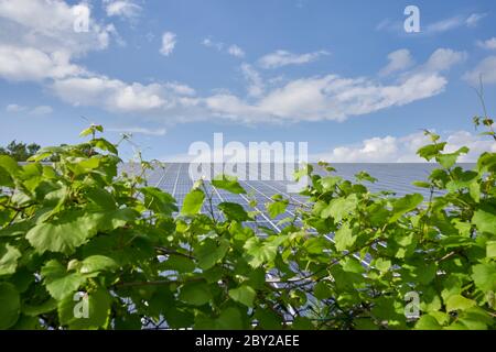 Station de panneaux solaires blu ciel et plantes vertes Banque D'Images