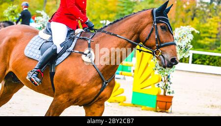 Belle fille sur le cheval de l'étreuil dans le spectacle de saut, sports équestres. Cheval brun clair et fille en uniforme rouge allant sauter. En-tête de bande horizontal ou b Banque D'Images