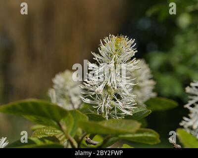 Fothergilla, Witch Alder, fleurs de gros plan Banque D'Images