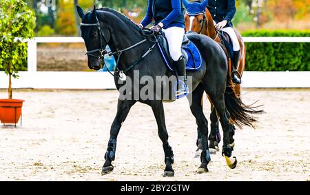 Belle fille sur le cheval noir dans le spectacle de saut, sports équestres. Cheval et fille en uniforme va sauter. Deux cavaliers. En-tête ou bannière de bande horizontale Banque D'Images