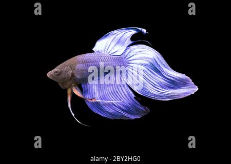 Betta Blue Veiltail VT mâle ou Plakat combat les splendens de poissons sur fond noir. Banque D'Images