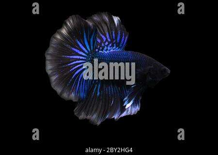 Betta Bleu Noir Halfmoon HM Homme ou Plakat combat les splendens de poissons sur fond noir. Banque D'Images