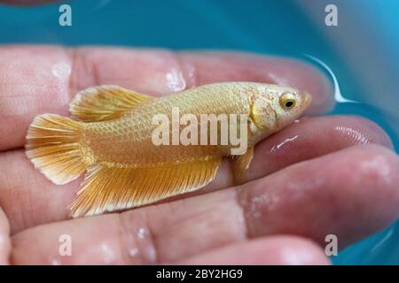 Betta Super Gold Halfmoon Plakat HMPK mâle ou Plakat combattant les splendens de poisson dans la main. Banque D'Images