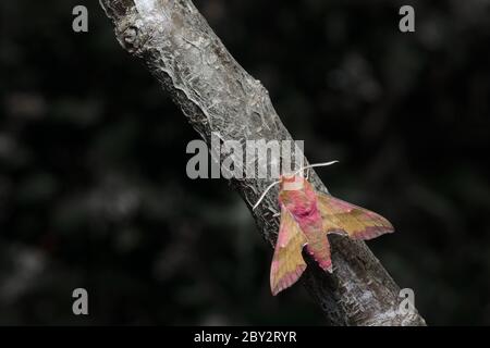 Un fourmi s'approche de la face d'un petit éperon d'éléphant alors qu'il perce sur une branche grise et brune. Les couleurs incroyables des papillons sont un contraste saisissant avec t Banque D'Images