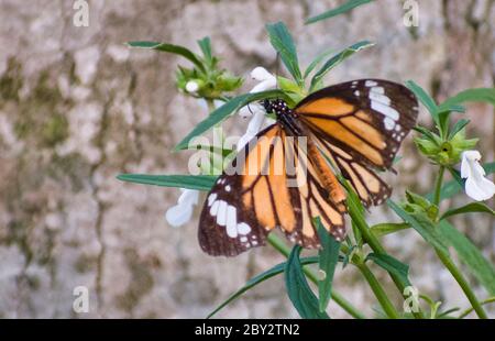 Le monarque, ou tout simplement le monarque, est un papillon de moulatweed de la famille des Nymphalidae. Banque D'Images