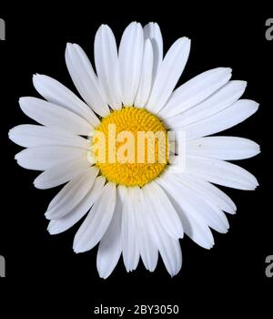 Une fleur shasta blanche et lumineuse sur un fond noir pur. Banque D'Images