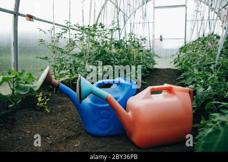 Deux arrosoirs rouges et bleus pour 10 litres sont dans la serre à la maison. Banque D'Images