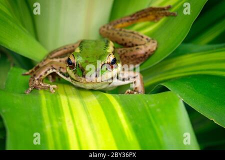 Image de la grenouille verte du champ de paddy ou de la grenouille verte de Paddy (Rana erythraea) sur la feuille verte. Amphibiens. Animal. Banque D'Images