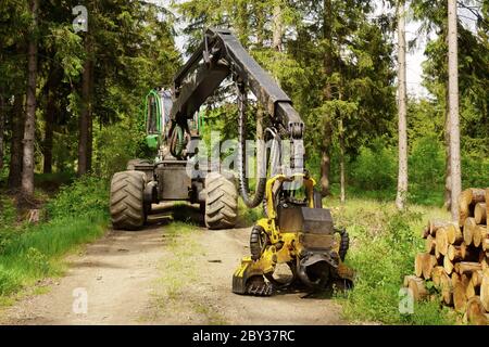 Tracteur lourd dans la forêt de conifères. Machine forestière pour l'abattage à longueur et l'abattage complet des arbres. Banque D'Images