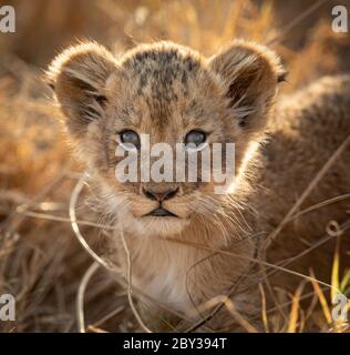 Un petit lion cub portrait rétroéclairé gros plan sur le visage dans la lumière chaude de l'après-midi à Kruger Park Afrique du Sud Banque D'Images