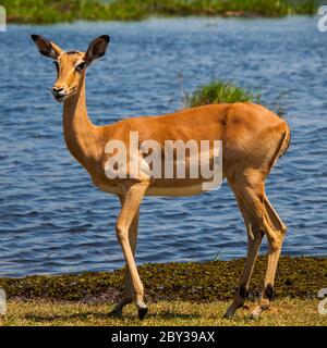 Jeune impala près du trou d'eau sur la route de jeu de safari Banque D'Images