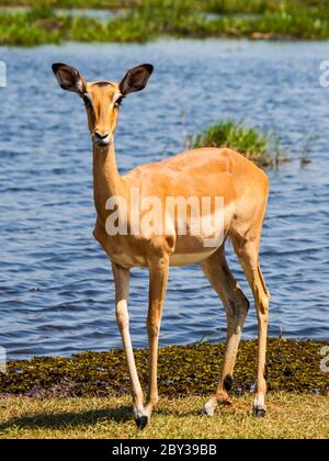 Jeune impala près du trou d'eau sur la route de jeu de safari Banque D'Images