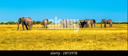 Troupeau d'éléphants africains au trou d'eau. Parc national de Chobe, région d'Okavango, Botswana, Afrique. Image panoramique. Banque D'Images